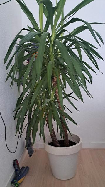 Yucca kamerplant beschikbaar voor biedingen