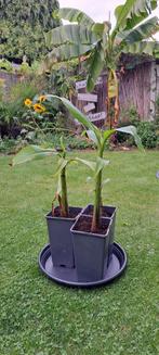 Musa Basjoo jonge plantjes, Ophalen