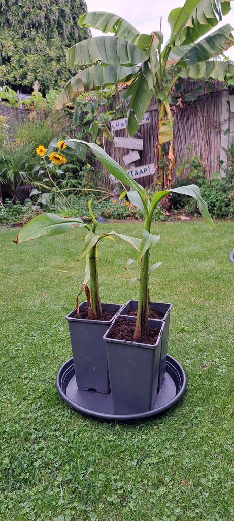 Musa Basjoo jonge plantjes, Tuin en Terras, Planten | Tuinplanten, Ophalen