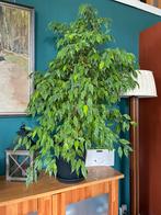 Grote kamerplanten o.a. ficus en monstera, Huis en Inrichting, Ophalen, Ficus, 100 tot 150 cm, Halfschaduw