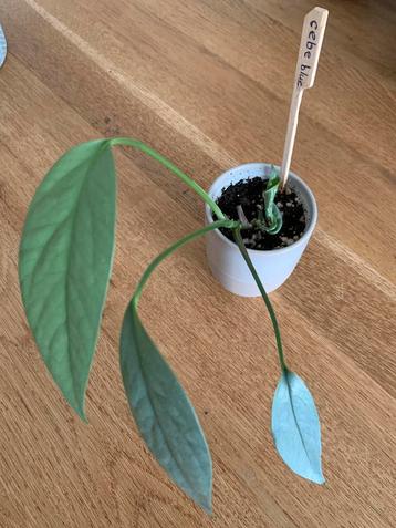 Epipremnum Cebe Blue beschikbaar voor biedingen