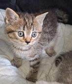 Raszuivere Golden tabby britskorthaar poesje, Dieren en Toebehoren, Katten en Kittens | Raskatten | Korthaar, Meerdere dieren
