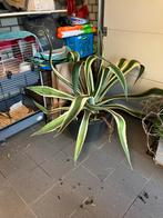 Grote Agave plant, Tuin en Terras, Volle zon, Vaste plant, Bloeit niet, Ophalen