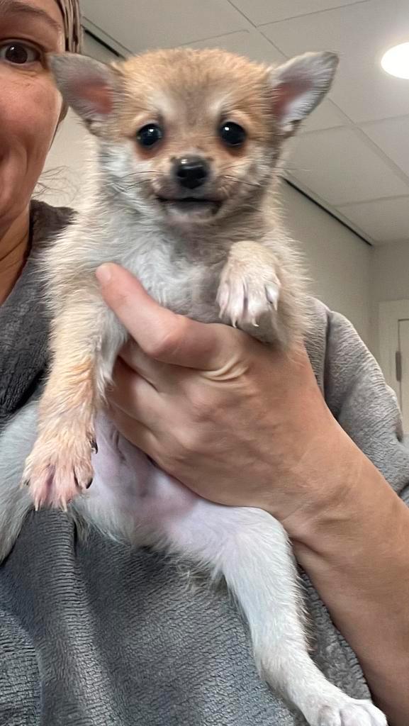 Pomchi pup, Dieren en Toebehoren, Honden | Chihuahua's en Gezelschapshonden, Reu, Overige rassen, Fokker | Hobbymatig, Eén hond