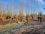 24 knotwilgen, Bloeit niet, Overige soorten, 100 tot 250 cm, Ophalen