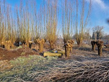 24 knotwilgen beschikbaar voor biedingen