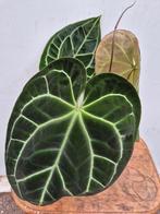 Anthurium Crystallinum Hybriden p17 (8)