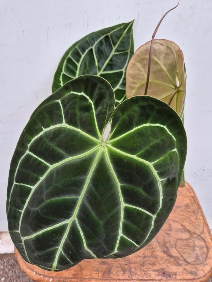 Anthurium Crystallinum Hybriden p17 (8), Huis en Inrichting, Kamerplanten, Minder dan 100 cm, Halfschaduw, Ophalen of Verzenden