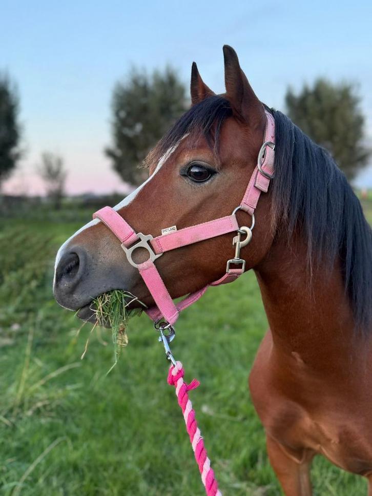 Welsh c pony, Dieren en Toebehoren, Pony's, Ruin, Zadelmak, C pony (1.27m tot 1.37m), Recreatiepony, 3 tot 6 jaar, Met stamboom