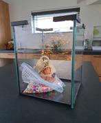 Aquarium bak met toe behoren, Dieren en Toebehoren, Vissen | Aquaria en Toebehoren, Ophalen, Gebruikt, Leeg aquarium