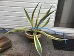 Agave en een Agave americana, Volle zon, Vaste plant, Bloeit niet, Ophalen
