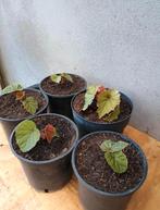 Te koop winterharde begonia’s, Ophalen, Zomer