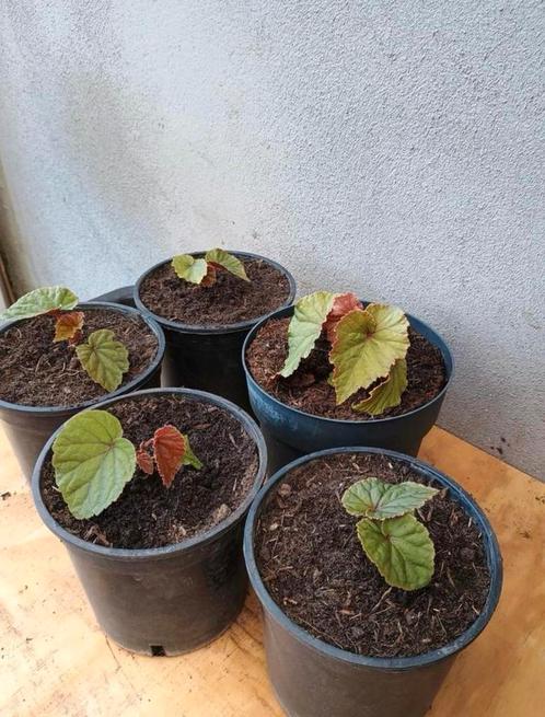 Te koop winterharde begonia’s, Tuin en Terras, Planten | Tuinplanten, Zomer, Ophalen