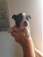 Mooie Boston terrier puppy reu en teef met stamboom, Dieren en Toebehoren, Honden | Jack Russells en Terriërs, België, Particulier