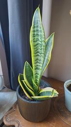 Vrouwentong (Sansevieria) in pot, Overige soorten, In pot, Minder dan 100 cm, Groene kamerplant