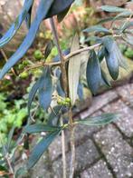 olijf plant, Ophalen, Vaste plant, Overige soorten, Volle zon