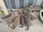 Britse korthaar kittens, Dieren en Toebehoren, Katten en Kittens | Raskatten | Korthaar, Meerdere dieren, Ingeënt