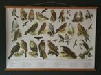 Fraaie schoolplaat poster  Uilen en Roofvogels, Ophalen, Rechthoekig Staand