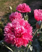Bloemzaad klaproos papaver slaapbol, Tuin en Terras, Bloembollen en Zaden, Ophalen of Verzenden, Gehele jaar, Volle zon, Zaad