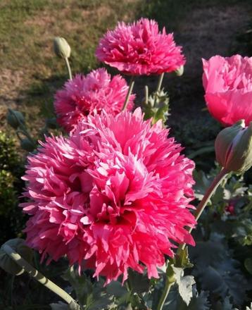 Bloemzaad klaproos papaver slaapbol beschikbaar voor biedingen