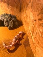 Leopard Gecko, Dieren en Toebehoren, Reptielen en Amfibieën