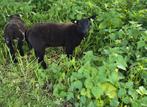 Ram, Mannelijk, Schaap, 0 tot 2 jaar