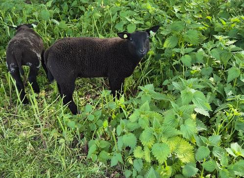 Ram, Dieren en Toebehoren, Schapen, Geiten en Varkens, Schaap, Mannelijk, 0 tot 2 jaar