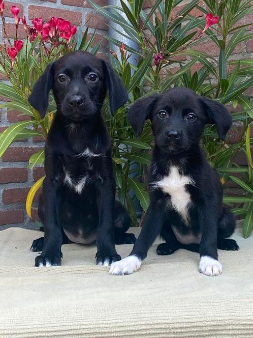 Prachtige FRIESE STABIJ x LABRADOR pups, Dieren en Toebehoren, Honden | Niet-rashonden, Middel, Meerdere dieren, Fokker | Professioneel
