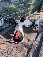 Lakenvelder kippen, Dieren en Toebehoren, Geslacht onbekend, Kip