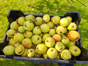 Stoofperen beschikbaar voor biedingen