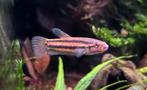 Betta Macrostoma, Dieren en Toebehoren, Vis, Zoetwatervis