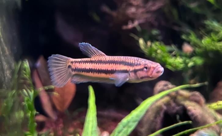 Betta Macrostoma, Dieren en Toebehoren, Vissen | Aquariumvissen, Zoetwatervis, Vis