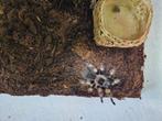 Brachypelma Hamorii Mexicaanse Roodknievogelspin, Dieren en Toebehoren, Insecten en Spinnen, Spin of Schorpioen