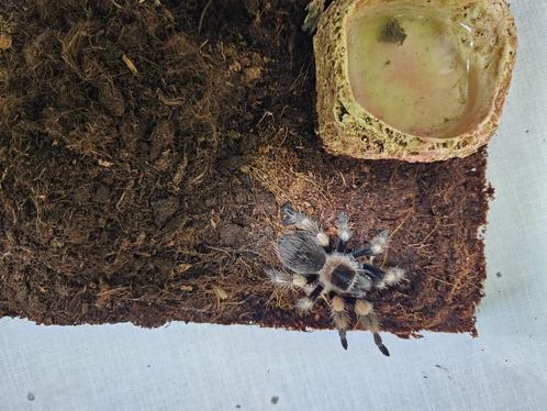 Brachypelma Hamorii Mexicaanse Roodknievogelspin, Dieren en Toebehoren, Insecten en Spinnen, Spin of Schorpioen