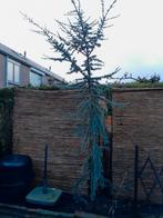 Blauwspar cedrus glauca libani, Ophalen, Volle zon, Overige soorten