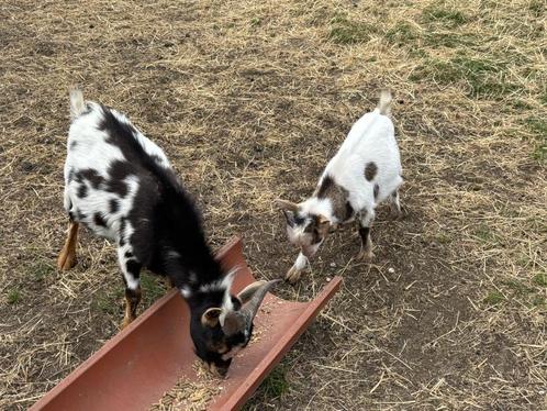 Geiten te koop, Dieren en Toebehoren, Schapen, Geiten en Varkens, Geit, Meerdere dieren, 0 tot 2 jaar
