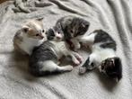 4 Kittens te koop | Katten | poezen | kat | kitten | poesjes, Kortharig, Meerdere dieren, 0 tot 2 jaar