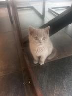 Brits korthaar, ouders HCM,PKD, fiv, felv getest, Poes, Met stamboom, 0 tot 2 jaar