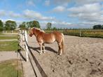 Leuke recreatieve verzorgster gezocht zuidoostbeemster, Diensten en Vakmensen, Dieren | Paarden | Verzorging, Oppas en Les