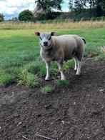 Texelaar dekrammen geboren 2025, Dieren en Toebehoren, Mannelijk, Schaap, 0 tot 2 jaar