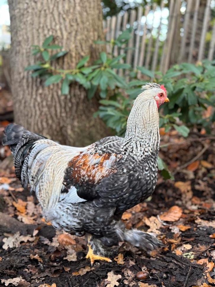 2 hanen cream legbar, poule de bresse kruising, Dieren en Toebehoren, Pluimvee, Kip, Mannelijk