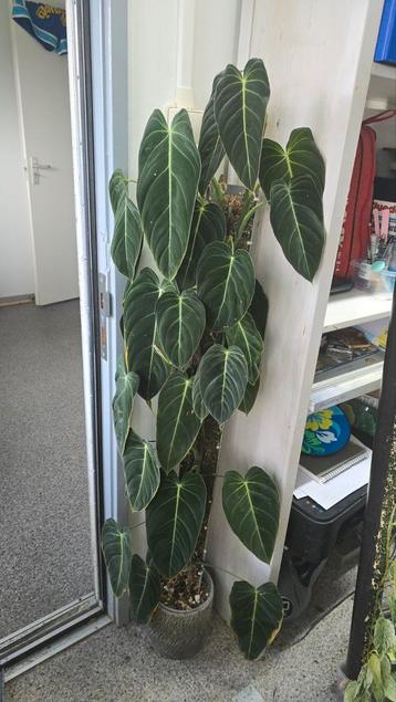 Philodendron Melanochrysum Klimpaal beschikbaar voor biedingen