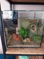 Aquarium 30x30 met 7 visjes en algeneter, Ophalen