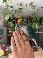 Schattige Pyrrhura tamme, Dieren en Toebehoren, Vogels | Parkieten en Papegaaien, Parkiet