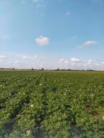 Te koop aardappels en uien nieuwe oogst 2025, Ophalen of Verzenden