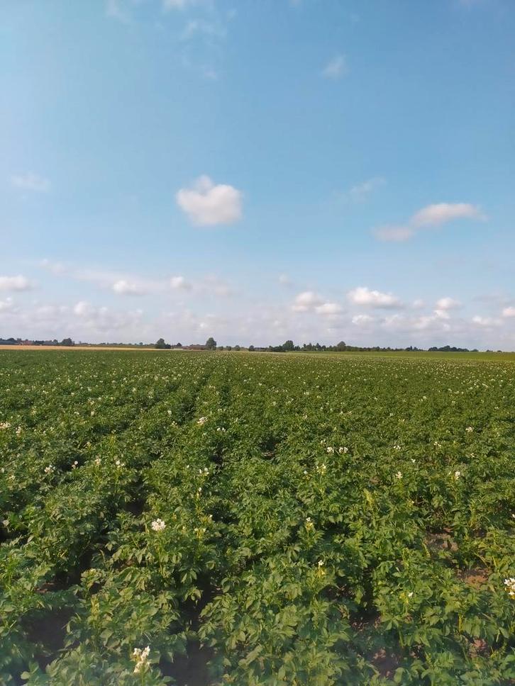 Te koop aardappels en uien nieuwe oogst 2025, Zakelijke goederen, Agrarisch | Aardappelen, Groenten, Fruit en Vlees, Ophalen of Verzenden