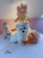 Prachtig mini maltezer reutje, België, Maltezer, Rabiës (hondsdolheid), Reu