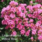 Lagerstroemia indica Rose 80 - 100 cm Indische sering, Overige soorten, Minder dan 100 cm, Ophalen of Verzenden, Struik