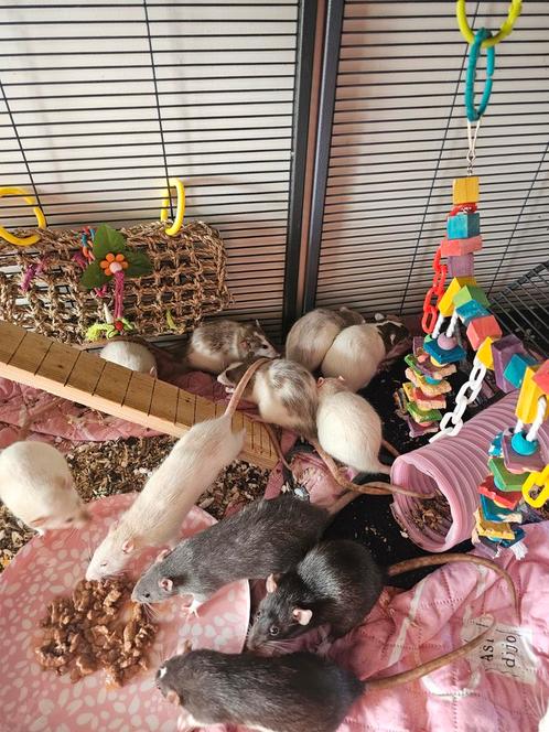 Tamme ratjes, meiden, Dieren en Toebehoren, Knaagdieren, Vrouwelijk, Rat, Januari, Tam