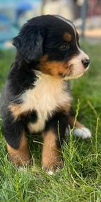 7 Prachtige Berner Sennen kruising Pups Geboren op 21 Mei!, Dieren en Toebehoren, Honden | Niet-rashonden, Rabiës (hondsdolheid)